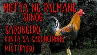 SABONG STORY MUTYA NG PALAMANG SUNOG FULL episode [upl. by Seligmann535]