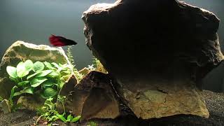 Tank Ready for Killifish Breeding 92324 [upl. by Oberon]