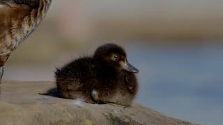 Cute Duckling of the Tufted Duck Aythya fuligula [upl. by Cathie]