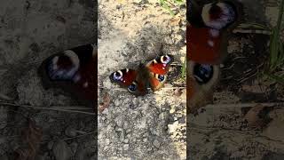 Schmetterling Бабочкаshots shortvideo short schmetterling бабочка [upl. by Nnaeitak]