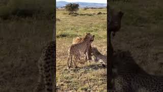 Cheetahs hunting natureandhisbeautifulthings wildlife wildlifewarriors conservationphotography [upl. by Natassia]