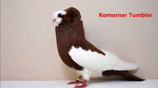 Different Types of Fancy Pigeon Breeds [upl. by Arras]