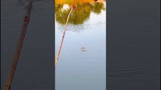 Hook fishing video fishing [upl. by Annam]