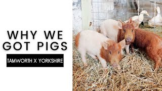 TAMWORTH X YORKSHIRE PIGS ARE HERE TEMPORALE HOMESTEAD [upl. by Ardna]