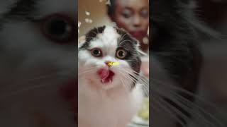 If Cats Had A Podcast shayneandishow catshorts comedyvideo [upl. by Aidnic16]