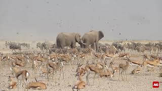 Dry season crowds at an Etosha waterhole [upl. by Ahsiekar]