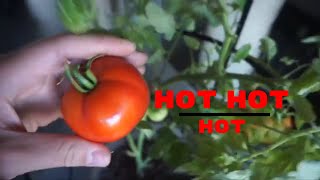 HOW TO MAKE Fresh ORGANIC Salsa Garden Tomatoes HATCH GREEN CHILI [upl. by Ennylyak]