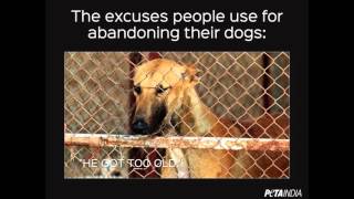 Excuses People Give for Abandoning Dogs [upl. by Neelloc59]