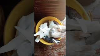 BREEDER PIGEONS ONLY🕊️🪺🐣subscribeshortvideoviralvideoforyoufypシ゚viralfyp [upl. by Scharff]