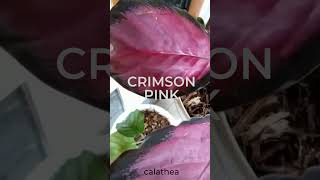 Calathea Crimson Pink shorts shortvideo [upl. by Adlesirc]