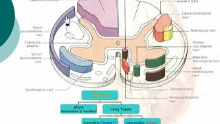 12 Tracts of the Spinal Cord Neuroanatomy 12 cxt [upl. by Couq]