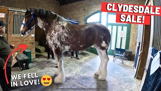 National Clydesdale Sale  Over 100 Horses At This Auction [upl. by Thar]