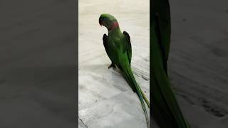 Cute Alexandria Green Talking Parrot 🦜❤ talkingparrot beats instrumental music lofi [upl. by Elleiand437]