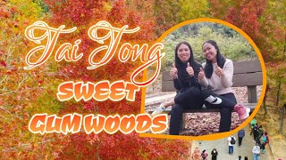 SWEET GUM WOODS By MhylesVlog Feat Starmie RK 🤣 friends [upl. by Mccarty]