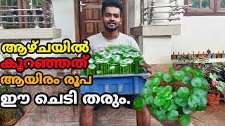 Hydrocotyle Verticillata or Pennywort or Umbrella Plant Caring and Propogation in malayalam [upl. by Poore]