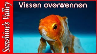 Overwennen van vissenoverzetten van vissen deel 6 starten met aquarium  Aquarium Sunshine Valley [upl. by Marylin]