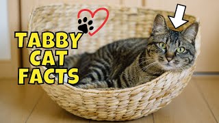 10 Fun Facts About Tabby Cats [upl. by Binetta]