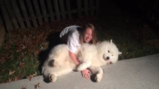 Stubborn SamoyedTrying to get Cody in from the cold at bedtime [upl. by Garfinkel]