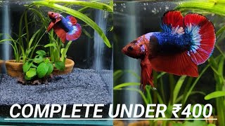 plakat betta tank ₹400  plakat betta planted tank  wild plakat betta  low tech planted tank [upl. by Ringsmuth]