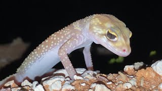 Have you ever heard a barking gecko bark [upl. by Eddie]