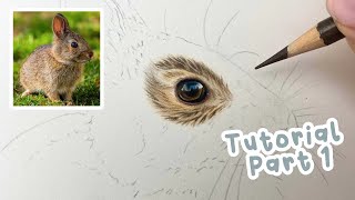 How to Draw a Realistic Bunny Rabbit  Bunny Rabbit Coloured Pencil Tutorial Part 1 [upl. by Etneciv]