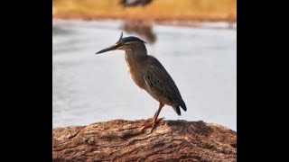 Green backed Heron Alt name Striated Heron hard work catching a frog 🐸 to lose it to a Terrapin [upl. by Terr]