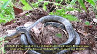 Story on the King Cobra Ophiophagus hannah quotराजगोमन कालीनागको कथाquot [upl. by Netsirhk]