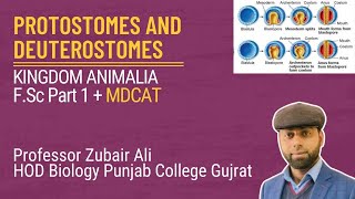 Protostomes and Deuterostomes by Zubair AliMDCATCh10 Lec3 [upl. by Ricard]