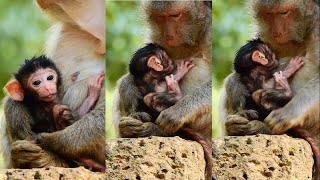 Showing daily activities BB LEO Jade just give birth Welcome fresh newborn monkey [upl. by Schechter848]