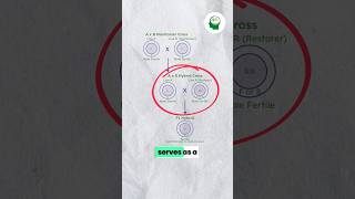 🛑Cytoplasmic Genetic Male sterility CGMS plantbreeding agriculture icarjrf icarsrf science [upl. by Cogswell]