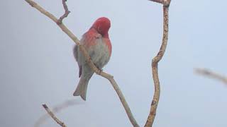 Pine Grosbeak  Colorado 2018 [upl. by Malloy]