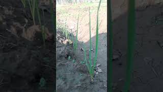 Best herbicide for weeds control in garlic field  farming  farming garlic [upl. by Ransell]