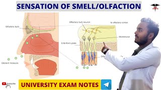 Sensation Of Smell  Olfaction  Physiology  MBBS  BDS  BMLT  DMLT  Nursing lecturers [upl. by Jaban]