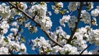 VALLE DEL JERTE CEREZOS EN FLOR [upl. by Amadus]