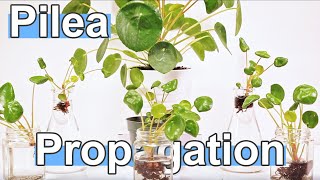 How To Propagate Pilea Peperomioides  Chinese Money Plant [upl. by Yablon415]