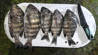 Spearing Sheepshead In Ft Pierce Catch Clean amp Cook [upl. by Uriia]