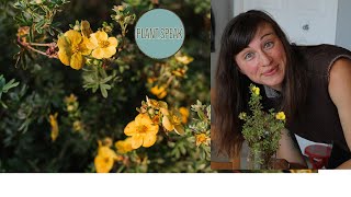 Cinquefoilpotentilla fruticosaperennial shrubhow to growpruning tips [upl. by Rednael]