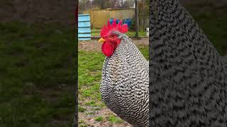 AMROCK rooster crowing  Gorgeous rooster of the barred Amrock chicken  gallinas gallo cantando [upl. by Dripps]