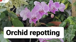 Repotting Orchids Tips for Healthy and Blooming Plants Phalaenopsis orchid [upl. by Haimerej753]