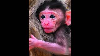 Calm Your Mind with Gentle Moments of a Baby Monkey monkey [upl. by Sybila268]