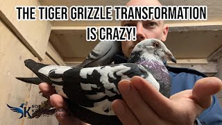 The Tiger Grizzle Transformation is CRAZY  Racing Pigeons 2024 [upl. by Halihs]