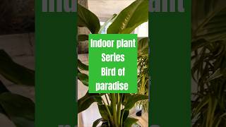 Bird of paradise plant  Strelitzia Nicolai  Indoor plant for UK houseplants strelitzia paradise [upl. by Aikemehs]