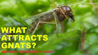 What Attracts Gnats  Why are Gnats Attracted to Me [upl. by Eseerehs]