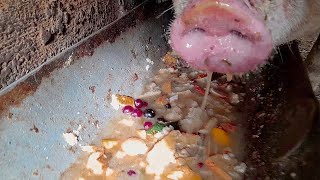 Pig is eating slop  pig food  ASMR eating  돼지 사료  comida para cerdos  豚の餌  طعام الخنازير [upl. by Curcio]