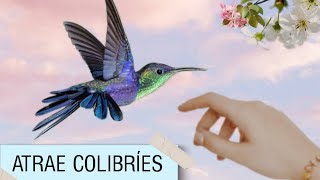 🎶SONIDOS o CANTOS🎶 para ATRAER COLIBRI 👍🏻 ¡EL Mejor 👍🏻 [upl. by Aicilav659]