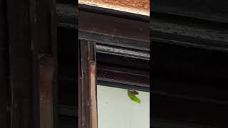 This leaf cutter bee checked out my sliding door as a potential site for her new nest bees bee [upl. by Liryc]