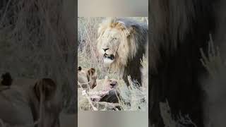 The lion looks unhappy though 😕 youtubeshorts wildlife viralvideo subscribemychannel [upl. by Yorled]