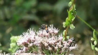 Ammophila sabulosa  kutilka písečná  Redbanded Sand Wasp [upl. by Behl]