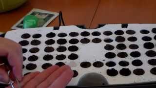 How to start seeds with the Aerogarden Indoor Garden seed starting kit Round 1 [upl. by Mimajneb]