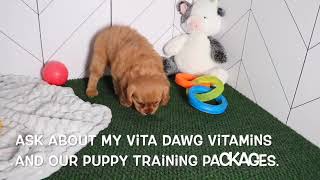 Cavachon Puppy Jeanie SD 480p [upl. by Chickie]